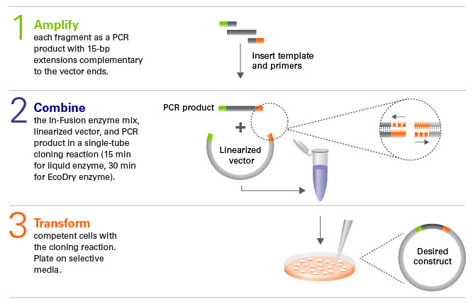 In-Fusion Snap Assembly Master Mixes For Seamless DNA Cloning